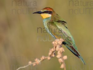 Photos of European Bee-eater (Merops apiaster)