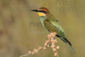 Foto di Gruccione (Merops apiaster)