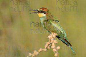 Foto di Gruccione (Merops apiaster)