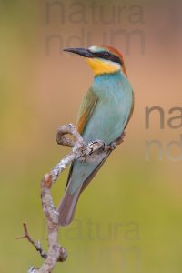 Foto di Gruccione (Merops apiaster)