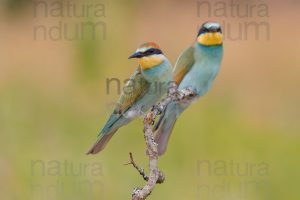 Foto di Gruccione (Merops apiaster)