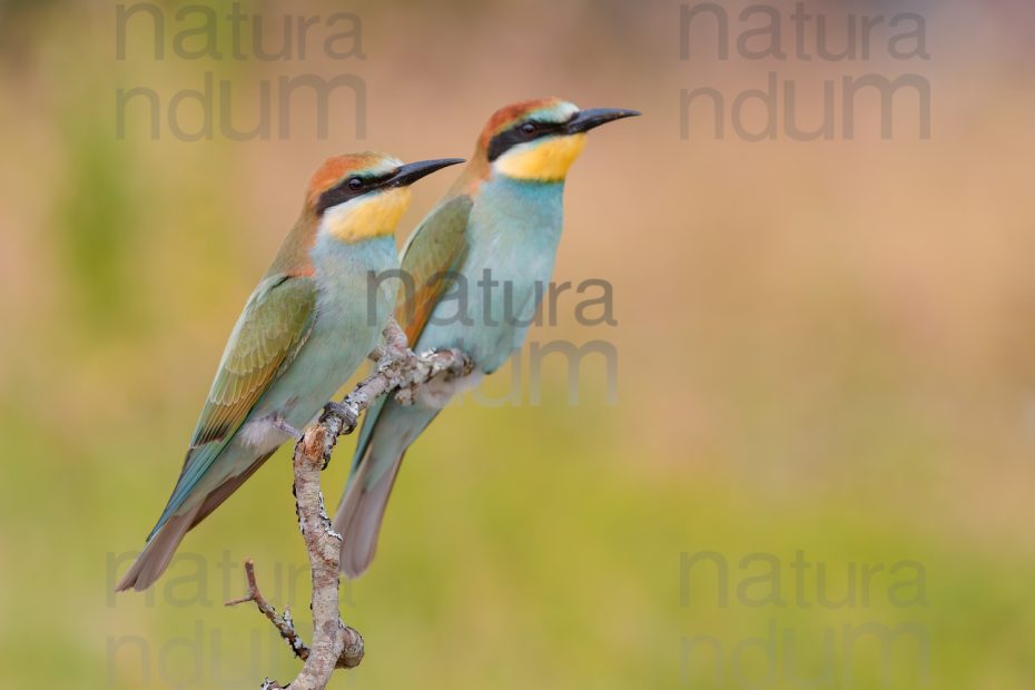 Foto di Gruccione (Merops apiaster)