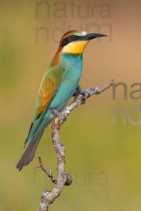Foto di Gruccione (Merops apiaster)