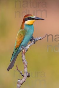 Photos of European Bee-eater (Merops apiaster)