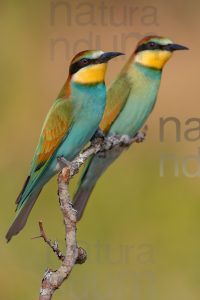 Foto di Gruccione (Merops apiaster)