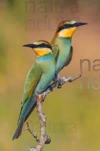 Foto di Gruccione (Merops apiaster)