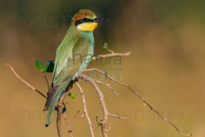 Foto di Gruccione (Merops apiaster)