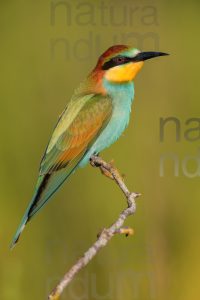 Foto di Gruccione (Merops apiaster)