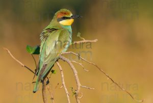 Foto di Gruccione (Merops apiaster)