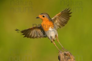 Foto di Pettirosso (Erithacus rubecola)