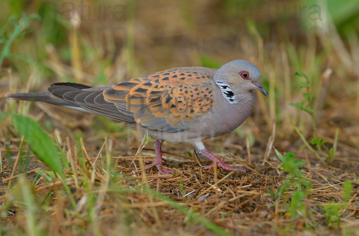 Photos of European Turtle Dove (Streptopelia turtur)