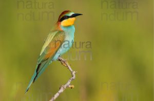 Foto di Gruccione (Merops apiaster)