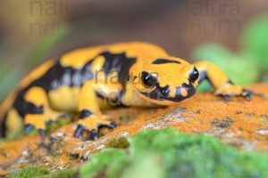 Foto di Salamandra pezzata (Salamandra salamandra gigliolii)