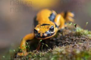 Foto di Salamandra pezzata (Salamandra salamandra gigliolii)