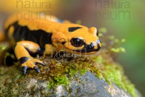 Photos of Fire salamander (Salamandra salamandra gigliolii)