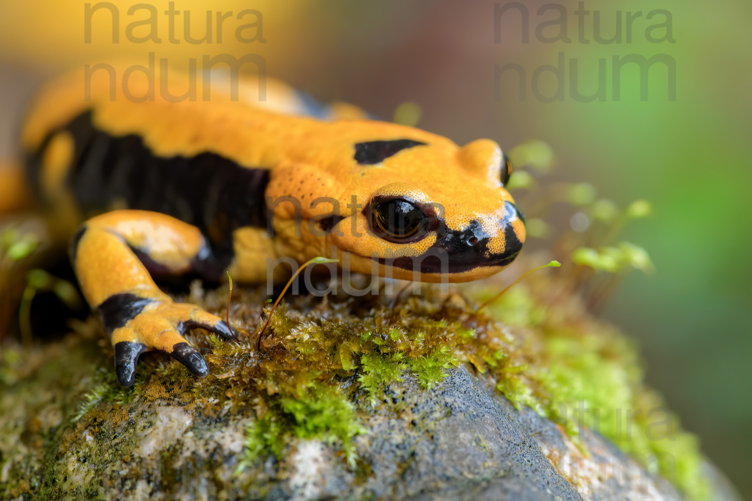 Foto di Salamandra pezzata (Salamandra salamandra gigliolii)