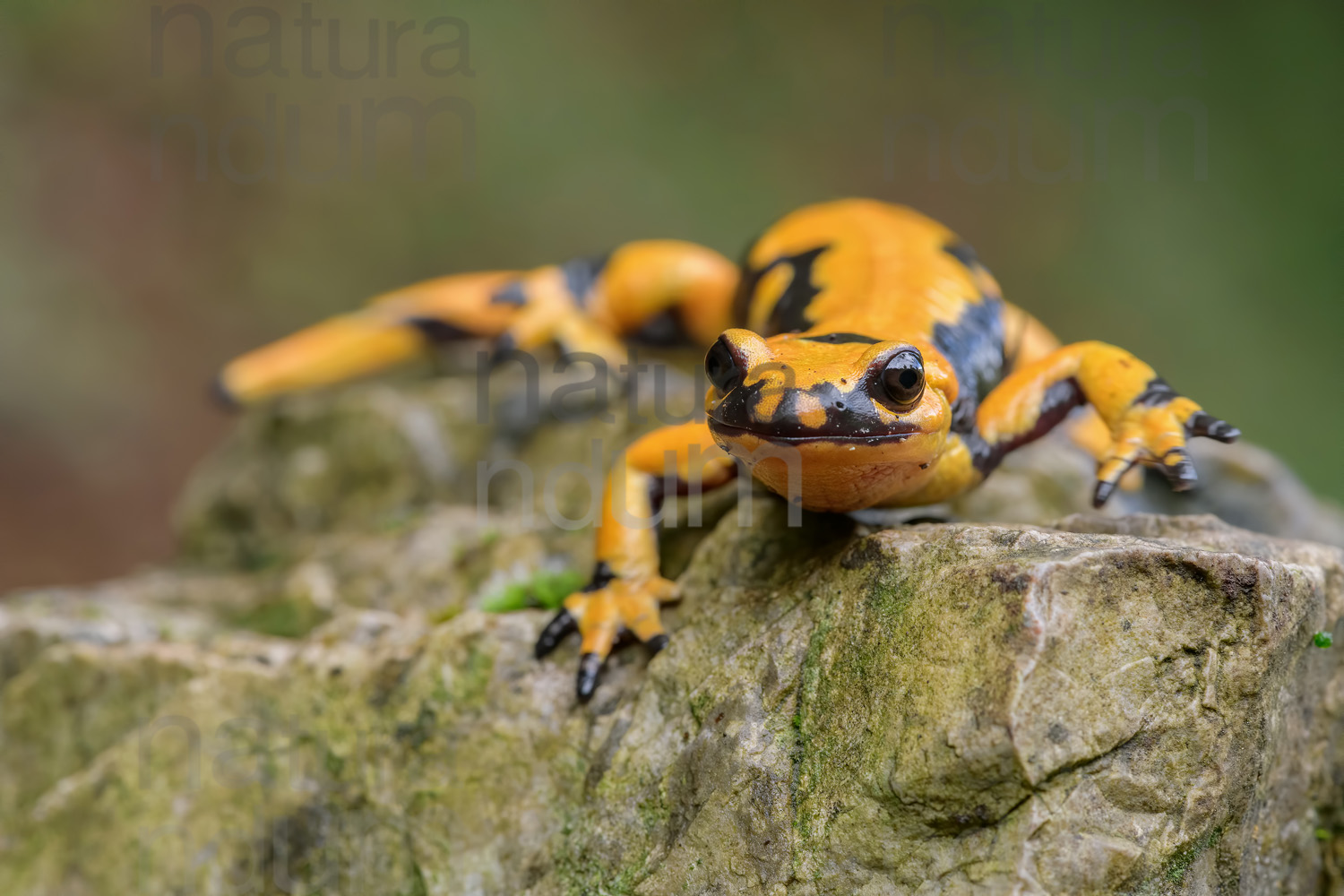 Foto di Salamandra pezzata (Salamandra salamandra gigliolii)