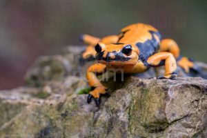 Foto di Salamandra pezzata (Salamandra salamandra gigliolii)