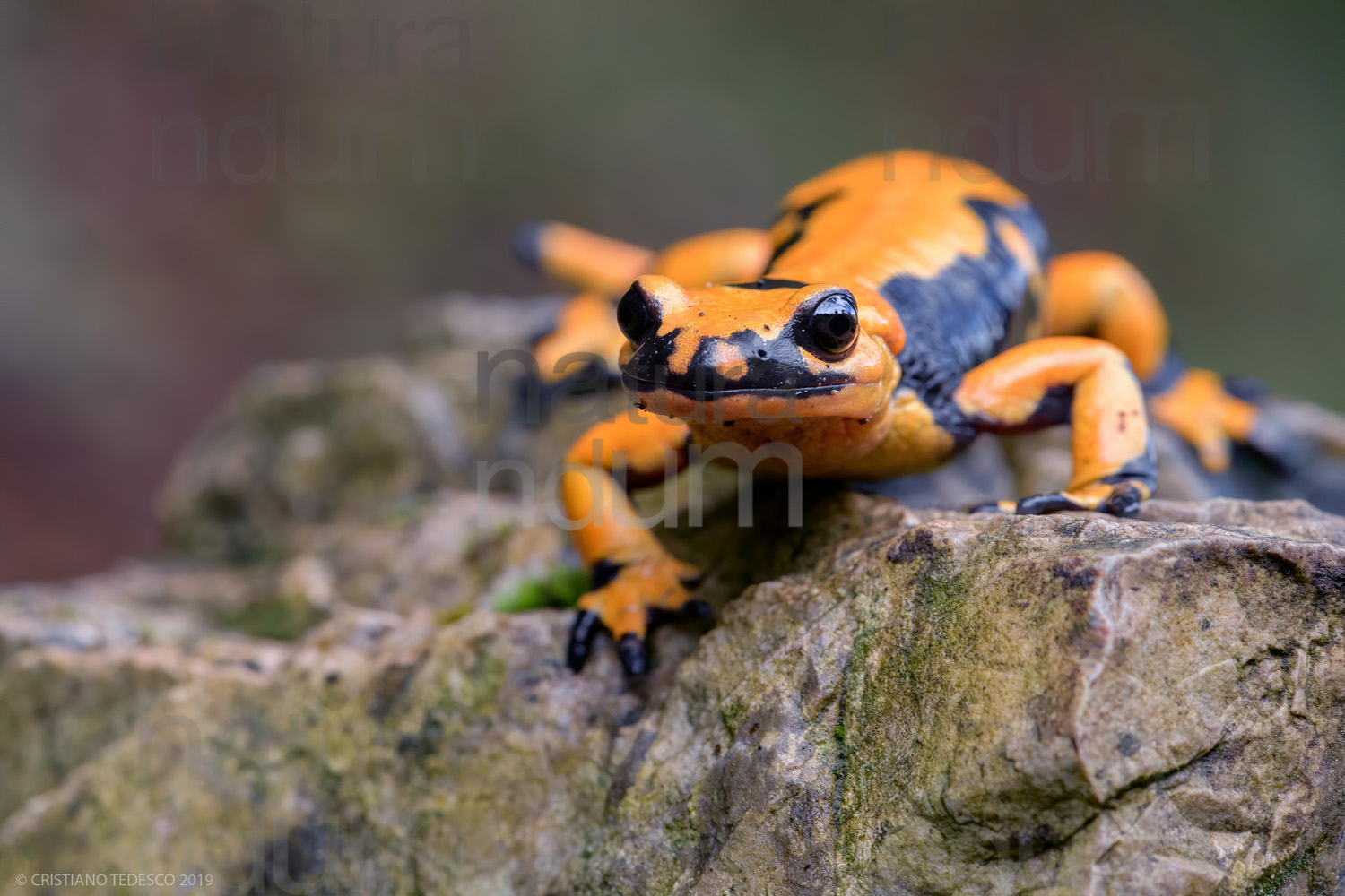 Photos of Fire salamander (Salamandra salamandra gigliolii)
