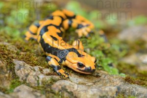 Foto di Salamandra pezzata (Salamandra salamandra gigliolii)