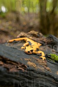 Foto di Salamandra pezzata (Salamandra salamandra gigliolii)