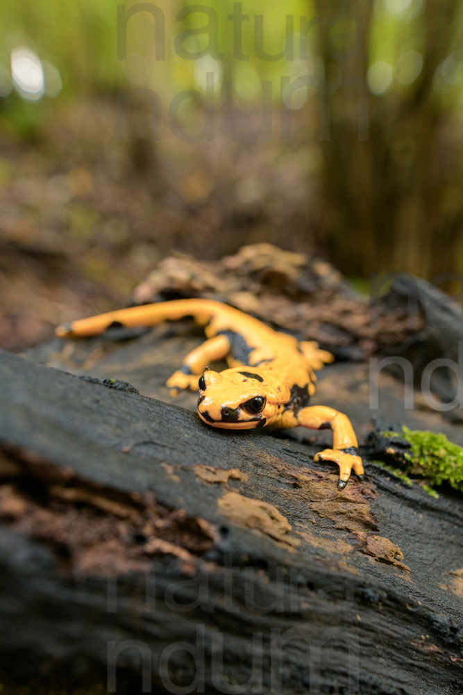 Photos of Fire salamander (Salamandra salamandra gigliolii)