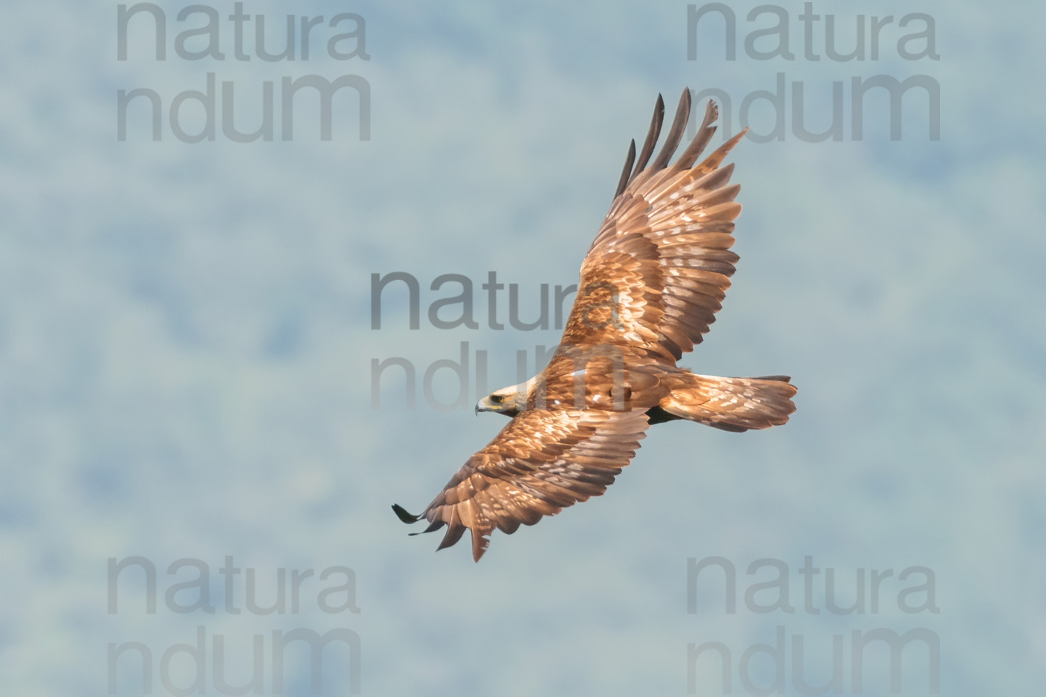 Foto di Aquila reale (Aquila chrysaetos)