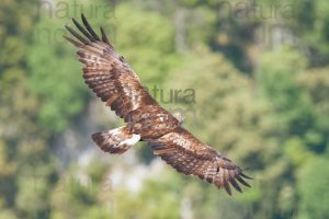 Foto di Aquila reale (Aquila chrysaetos)