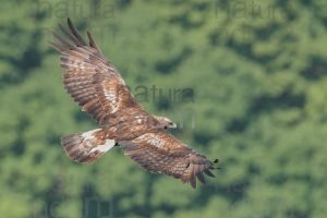 Foto di Aquila reale (Aquila chrysaetos)