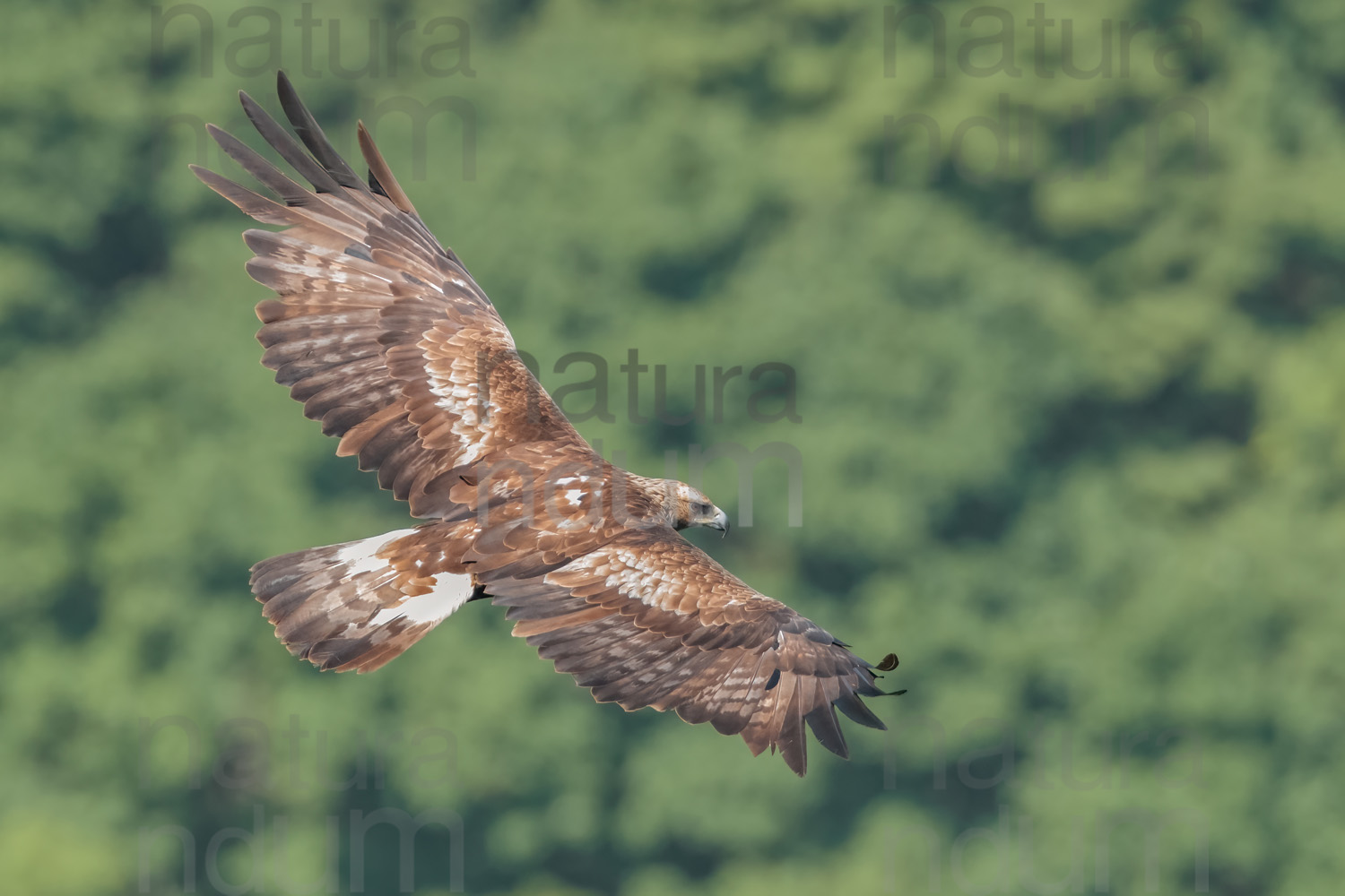 Foto di Aquila reale (Aquila chrysaetos)