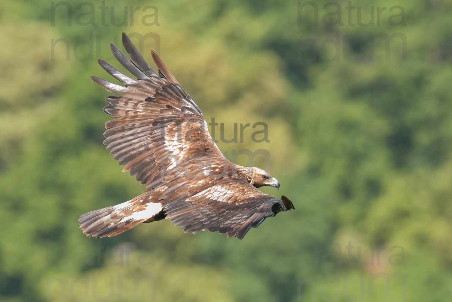 Photos of Golden Eagle (Aquila chrysaetos)