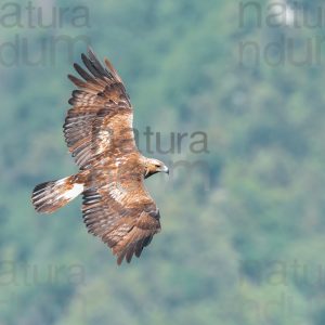 Photos of Golden Eagle (Aquila chrysaetos)
