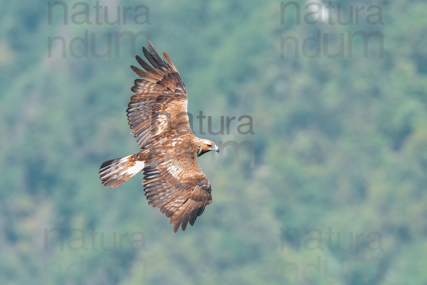 Foto di Aquila reale (Aquila chrysaetos)