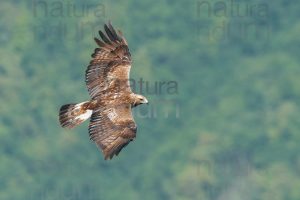 Foto di Aquila reale (Aquila chrysaetos)