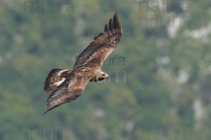 Photos of Golden Eagle (Aquila chrysaetos)