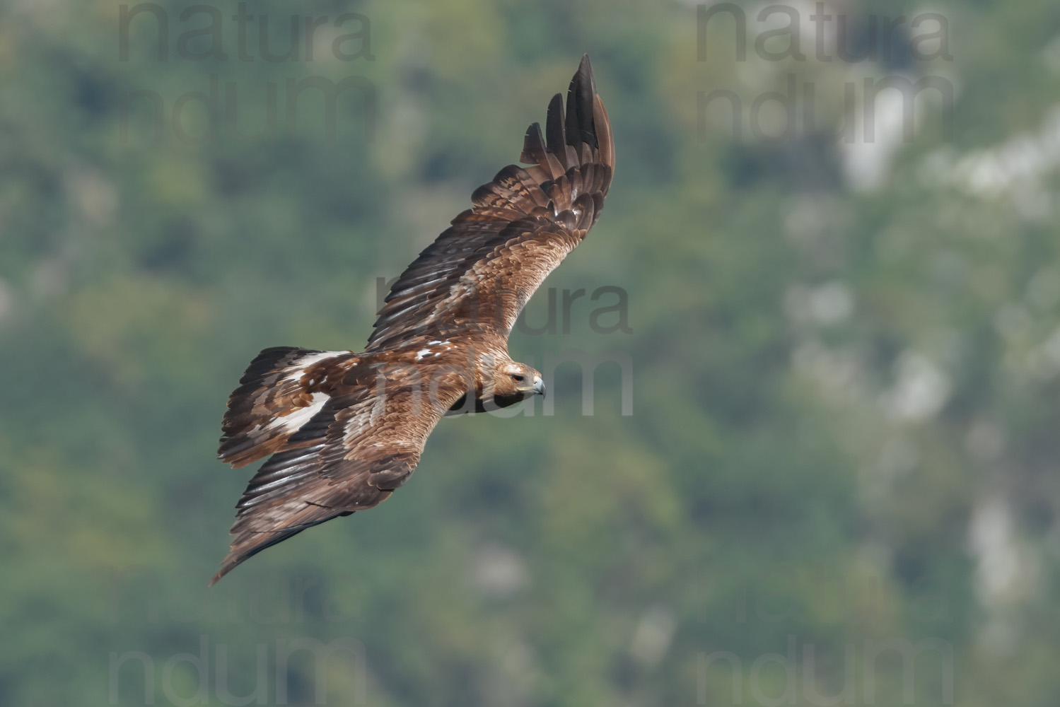 Foto di Aquila reale (Aquila chrysaetos)