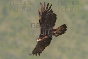 Foto di Aquila reale (Aquila chrysaetos)