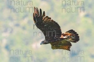 Foto di Aquila reale (Aquila chrysaetos)