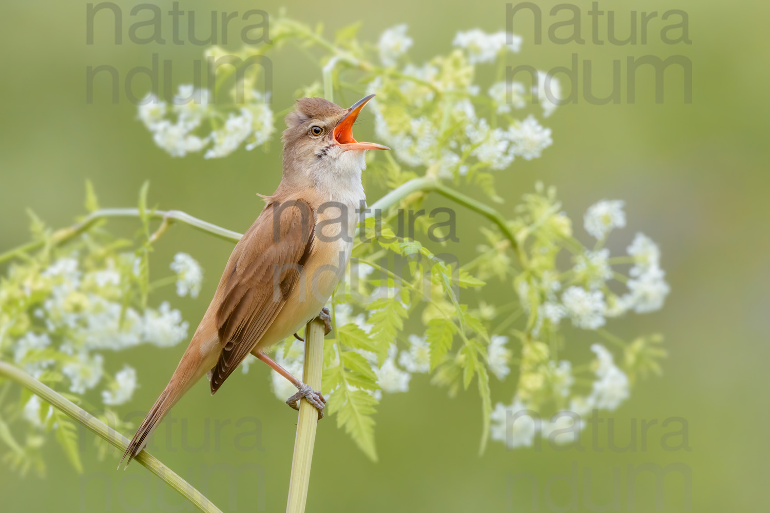 Foto di Cannareccione (Acrocephalus arundinaceus)