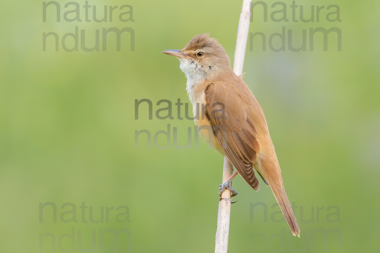 Foto di Cannareccione (Acrocephalus arundinaceus)