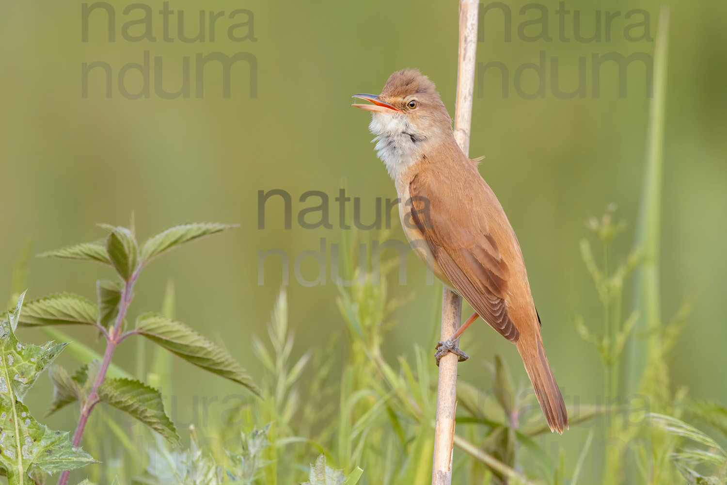 Foto di Cannareccione (Acrocephalus arundinaceus)