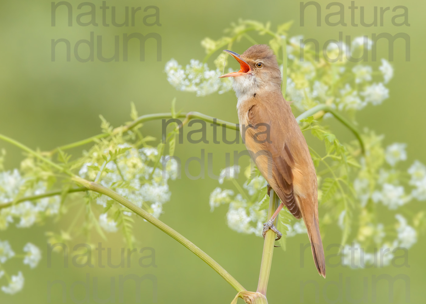 Foto di Cannareccione (Acrocephalus arundinaceus)