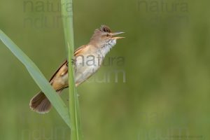 Photos of Great Reed Warbler (Acrocephalus arundinaceus)