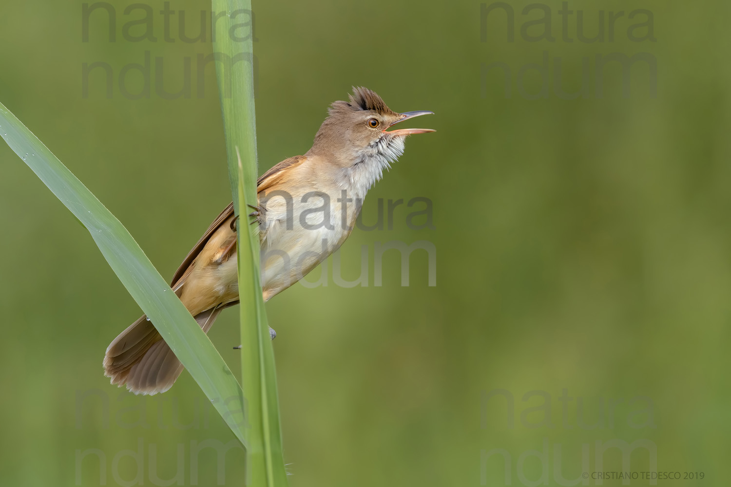 Foto di Cannareccione (Acrocephalus arundinaceus)