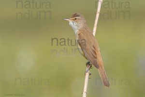 Foto di Cannareccione (Acrocephalus arundinaceus)