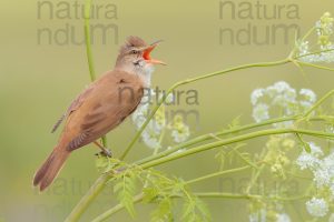 Foto di Cannareccione (Acrocephalus arundinaceus)