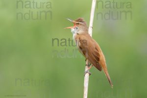 Foto di Cannareccione (Acrocephalus arundinaceus)