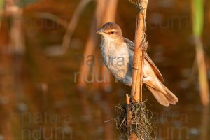 Foto di Cannareccione (Acrocephalus arundinaceus)