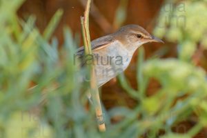 Foto di Cannareccione (Acrocephalus arundinaceus)