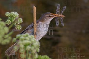 Foto di Cannareccione (Acrocephalus arundinaceus)